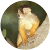 click for Monkey globe
