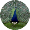 click for Peacock globe