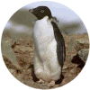 click for Penguin globe