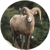 click for Ram globe