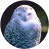 click for Owl globe