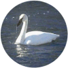 click for Swan globe
