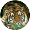 click for Tiger globe
