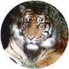 click for Tiger globe
