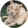 click for Tiger globe