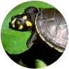 click for Turtle globe