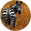 click for Zebra globe