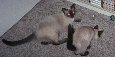 [L-R, Gordo and Gidget]
