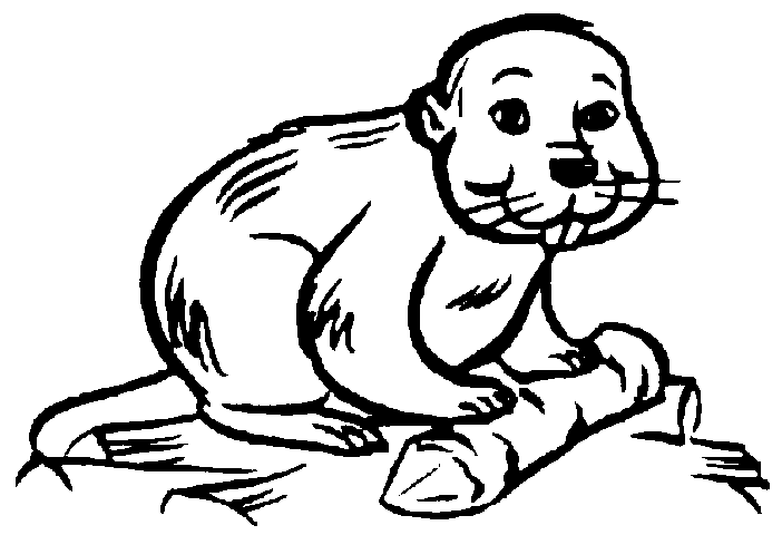 beaver3 (8K)