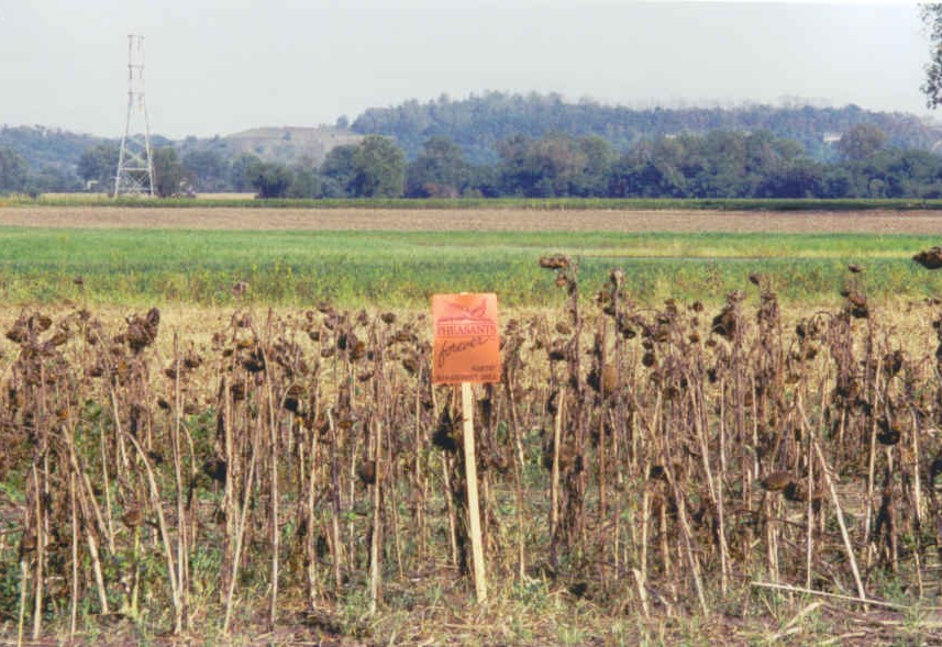 Sunflower Field