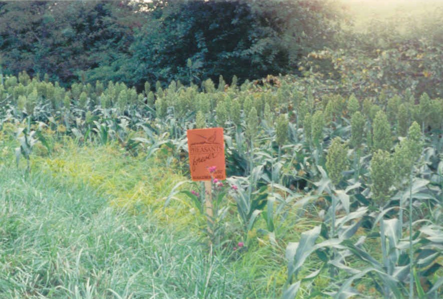 Milo Field