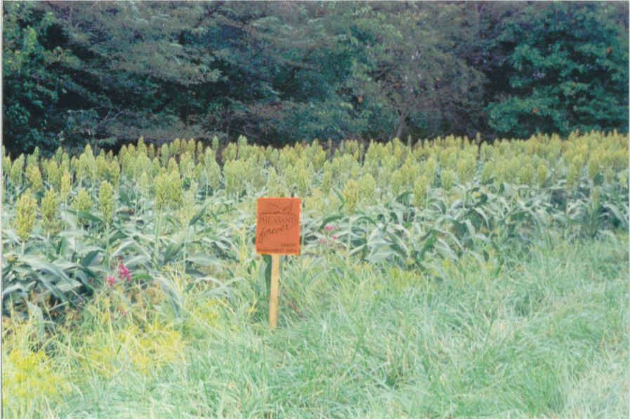 Milo Field 2