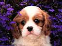 dog19.jpg