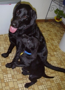 Doshi and Baloo