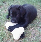 Doshi at 8 weeks