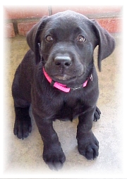 Doshi at 11 weeks