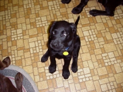 Doshi at 11 weeks