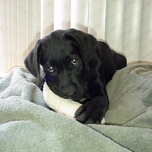 Doshi at 13 weeks