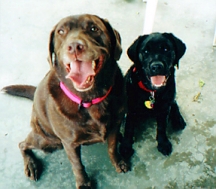 Doshi and Dusty