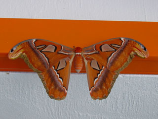 healthy moth