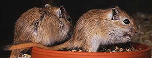golden agouti, young (AaCCEeGgPP)