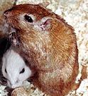 argente nutmeg