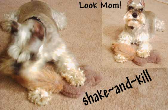 shake-n-kill