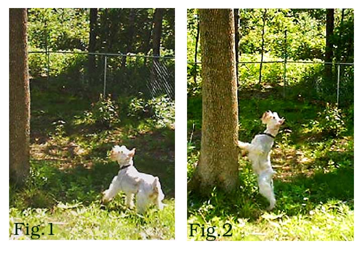 Squirrel Chasing