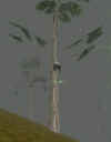 ClimbingRhino.jpg (12222 bytes)