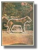 animal.jpg (8465 bytes)