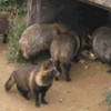Raccoon dogs in their native Japan