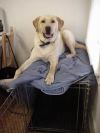 Oslo on Crate