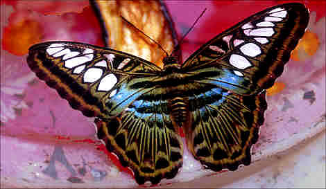 Puerto Princes Butterfly