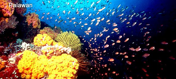 palawan clear water