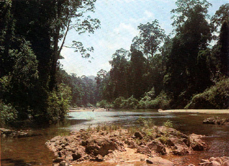 A shallow mountain stream, home to a variety of small underwater animals such as worms, crabs and fishes.