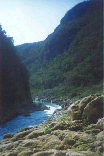 Tamul