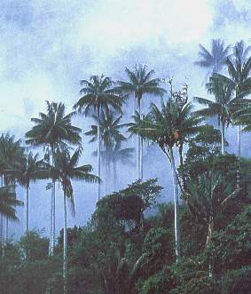 Bosque de Cutervo