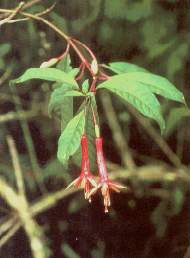 Flor de fucsia.jpg (8482 bytes)