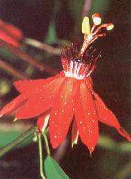 Granadilla silvestre.jpg (7818 bytes)