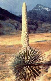 La_puya-Huascaran.jpg (13095 bytes)