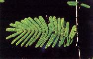 Leguminosa.jpg (4893 bytes)