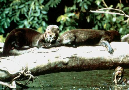 Lobos de ro o nutrias .jpg (25964 bytes)