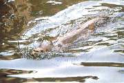 Nutria.jpg (6349 bytes)