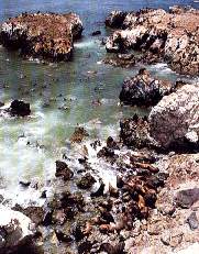 Punta San Juan.jpg (14659 bytes)