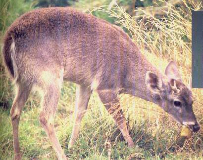 Venado.jpg (31466 bytes)