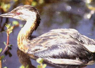 Zambullidor pimpollo-Junn.jpg (18909 bytes)