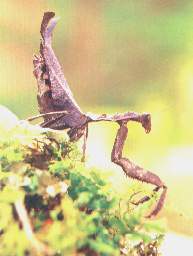 mantis.jpg (7940 bytes)