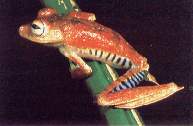 rana Hyla calcarata.jpg (4614 bytes)