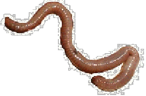Eisenia spp (13896 bytes)