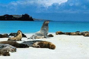 Focas Galpagos